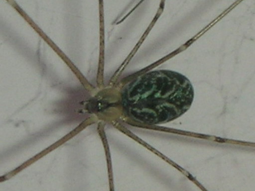 Tre ragni (Tegenaria, (Amaurobius?), Holochnemus)
